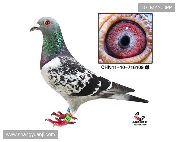 如何快速注册并登录ag国际厅网页版,详细操作流程指南 如何快速注册并登录ag国际厅网页版,详细操作流程指南